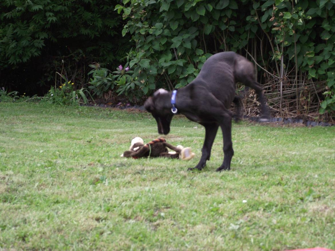 Galgo español Puppy billede 5