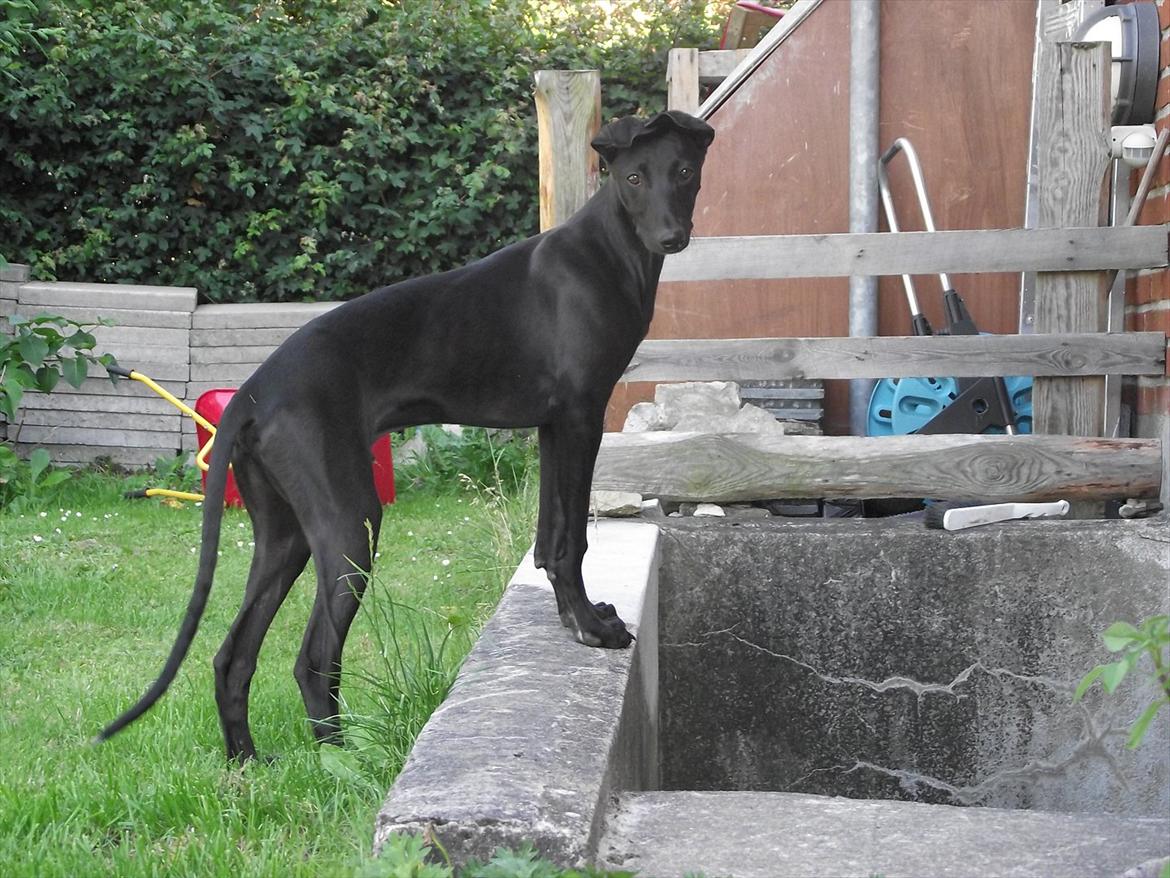 Galgo español Puppy billede 6