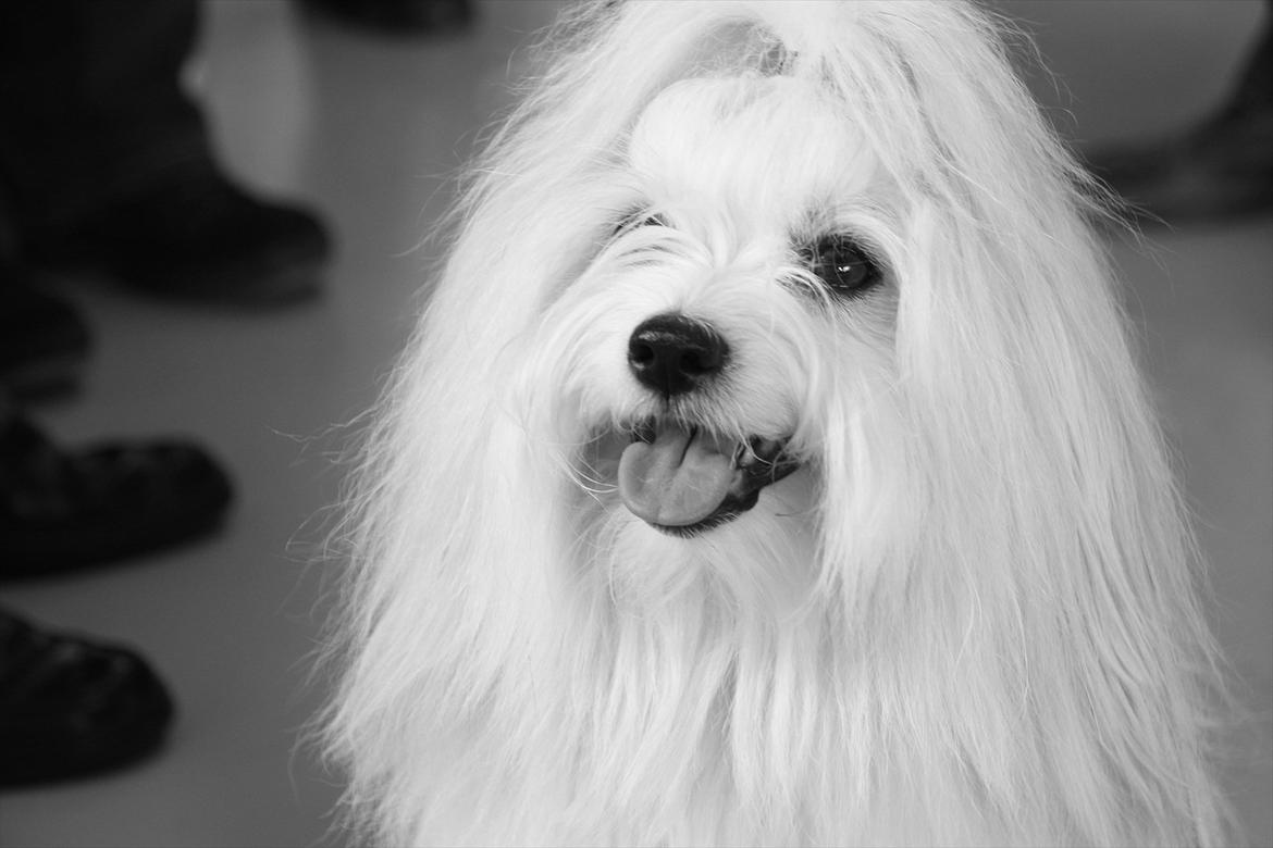 Coton de tulear BOBBI - Min dejlige Bobbi på 2 år billede 10