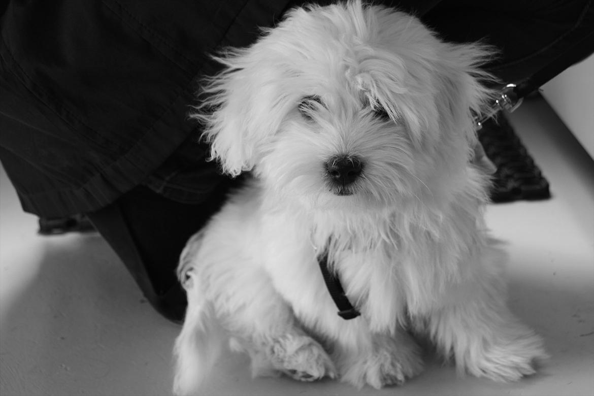 Coton de tulear BOBBI - Bobbis lillebror, Teddy på 4 mdr mdr. billede 11