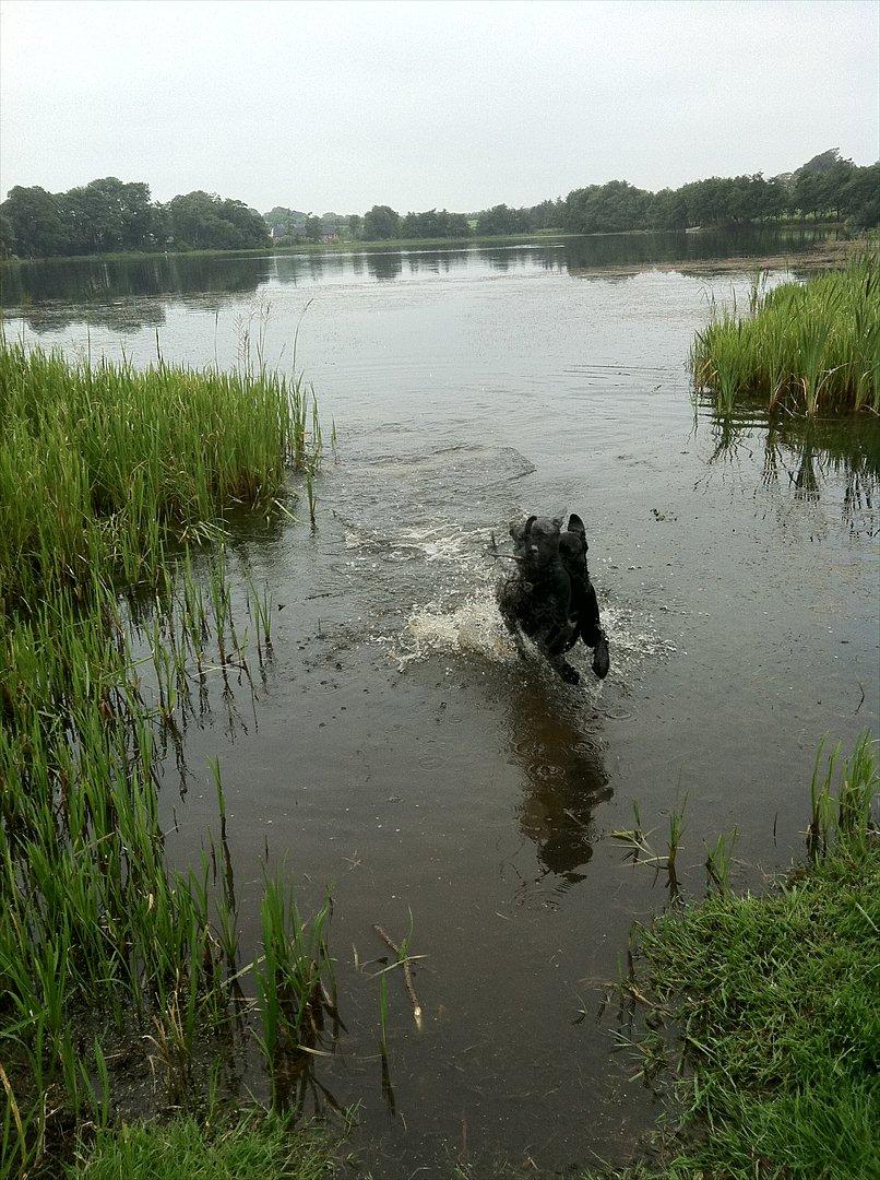 Cane corso Champ Diego billede 9