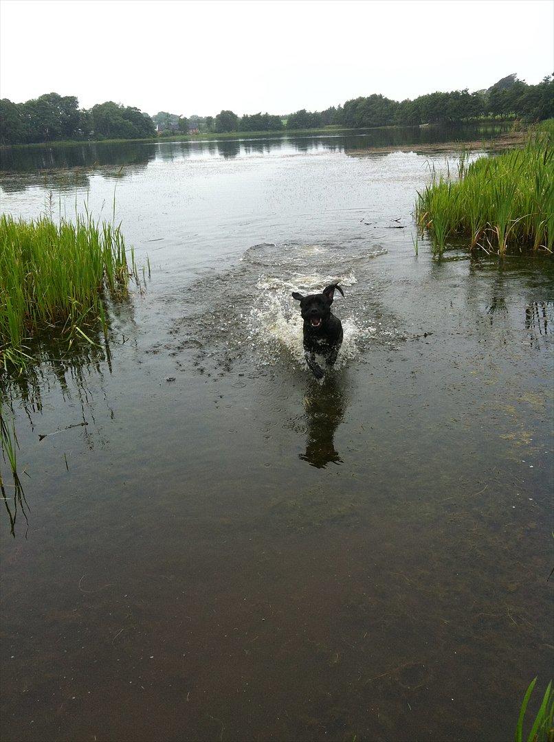 Cane corso Champ Diego billede 10