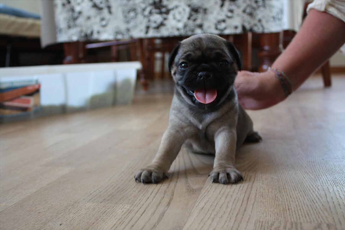 Mops Henry billede 1