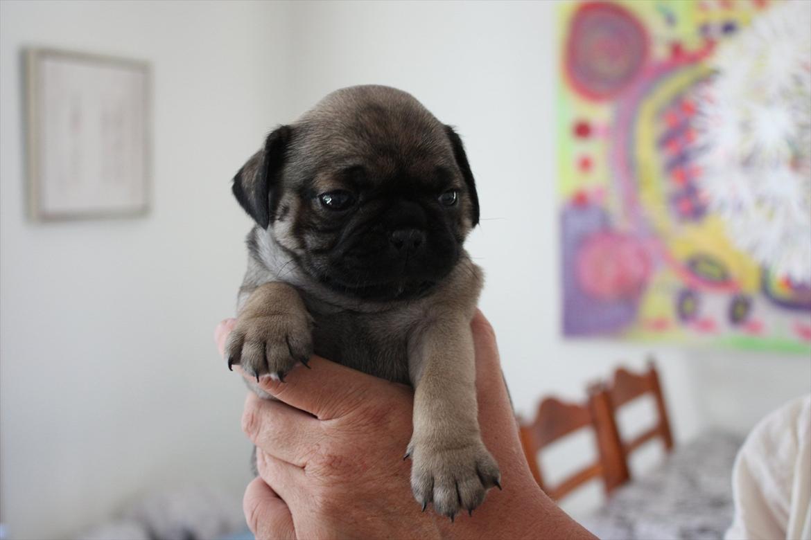 Mops Henry billede 2