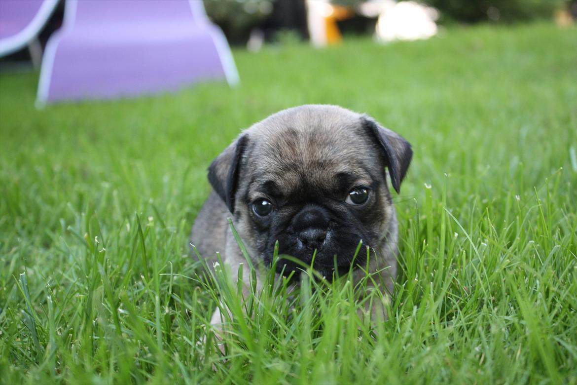 Mops Henry billede 3