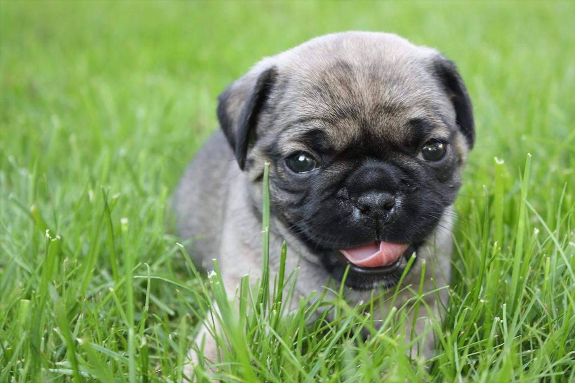 Mops Henry billede 4