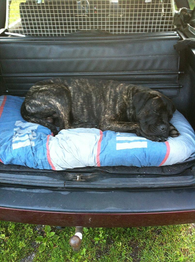 Cane corso Champ Diego billede 11