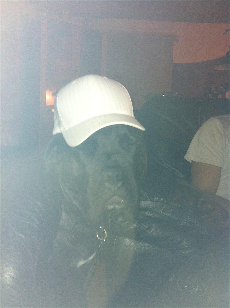 Cane corso Champ Diego billede 8