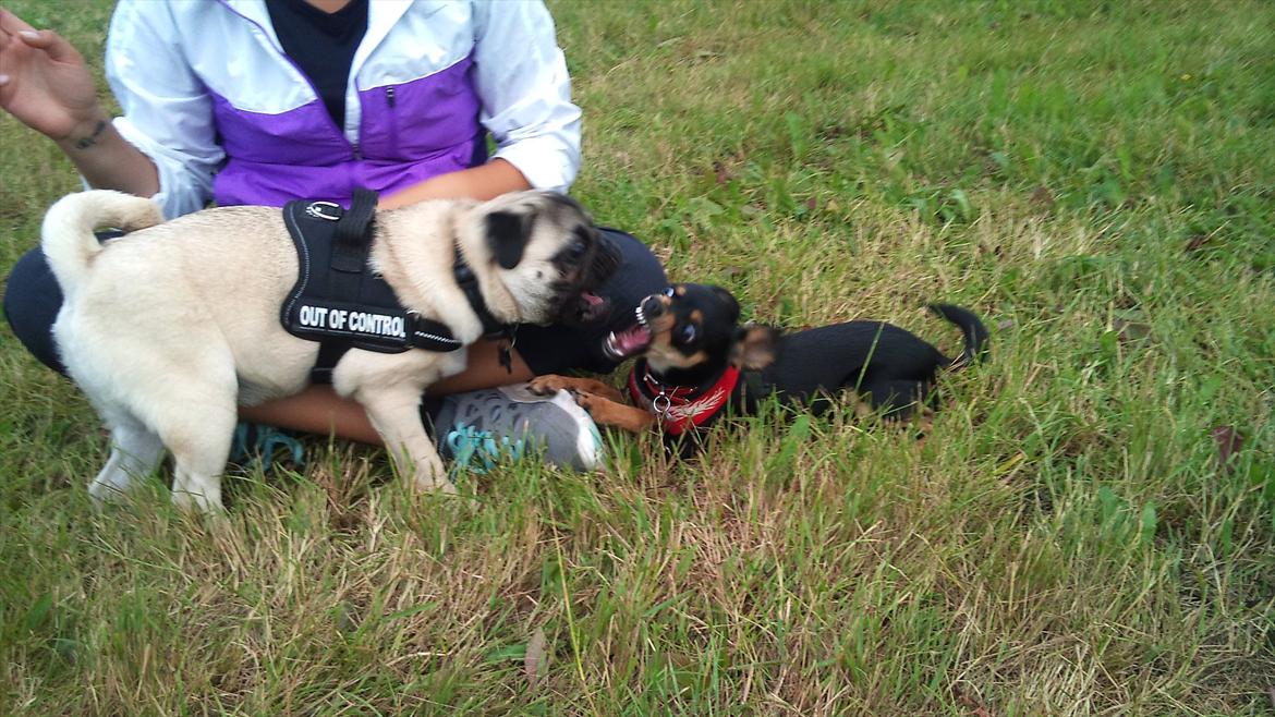 Blanding af racer chanel - chanel som killer dog .-) billede 12