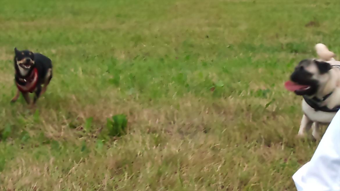 Blanding af racer chanel - hvem kommer først? billede 11