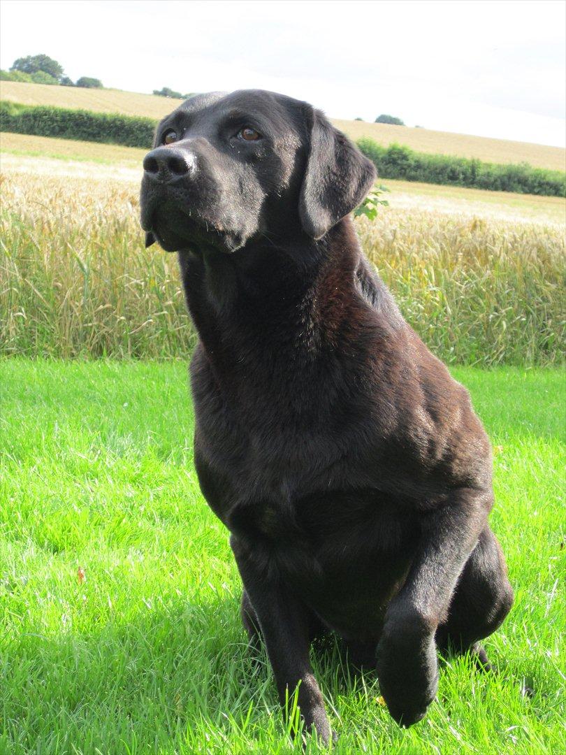 Labrador retriever Demsey billede 11