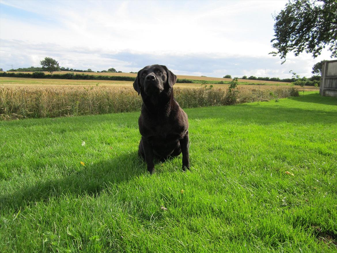 Labrador retriever Demsey billede 12