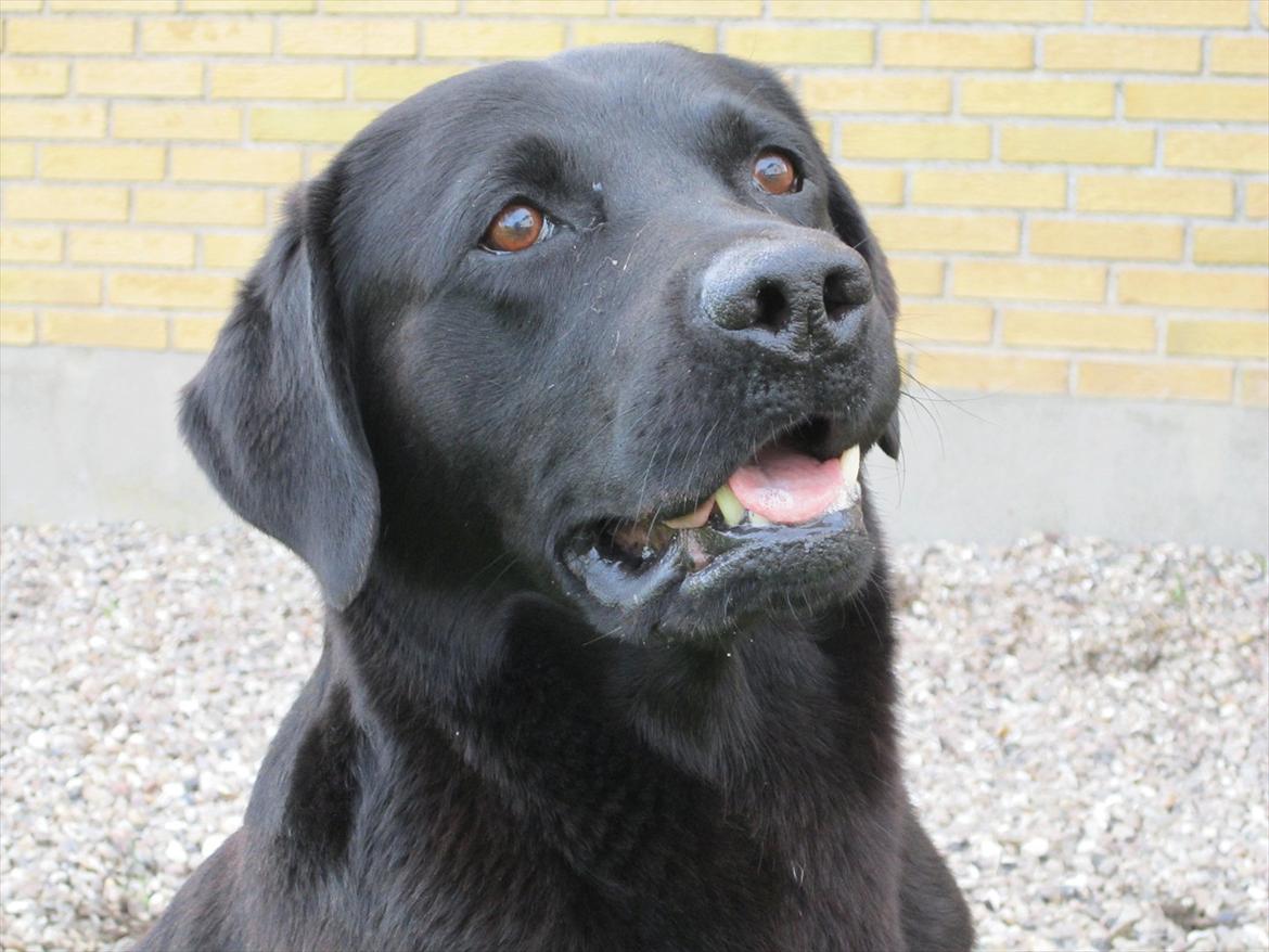 Labrador retriever Demsey billede 13