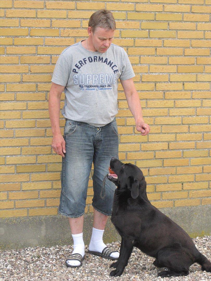 Labrador retriever Demsey billede 14