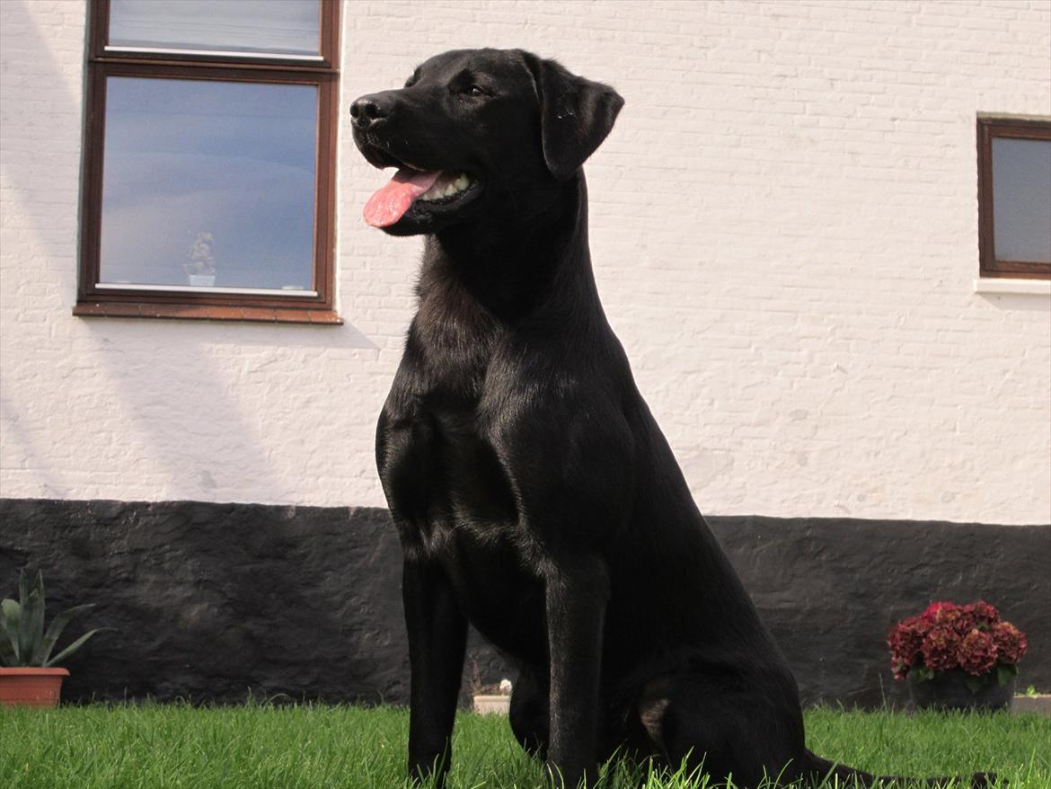 Labrador retriever Murphy billede 3