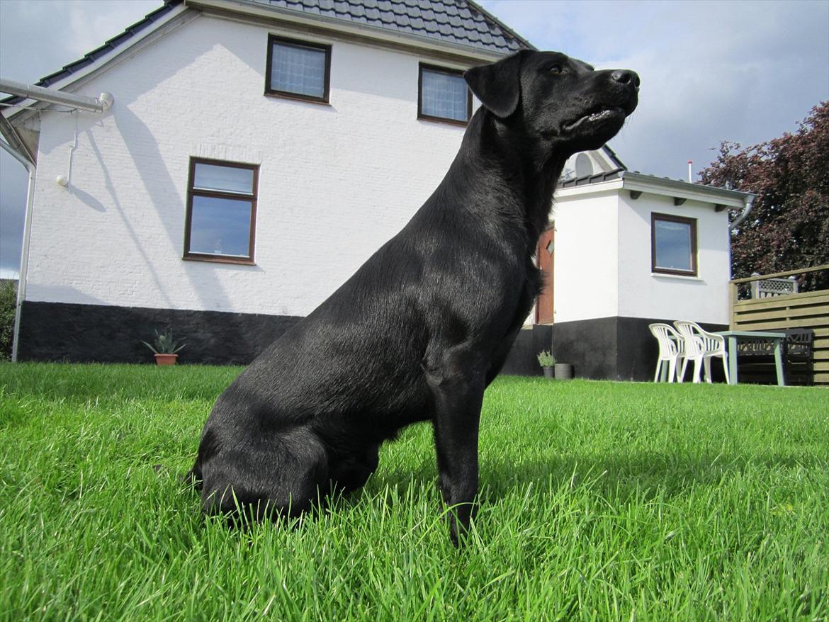 Labrador retriever Murphy billede 4