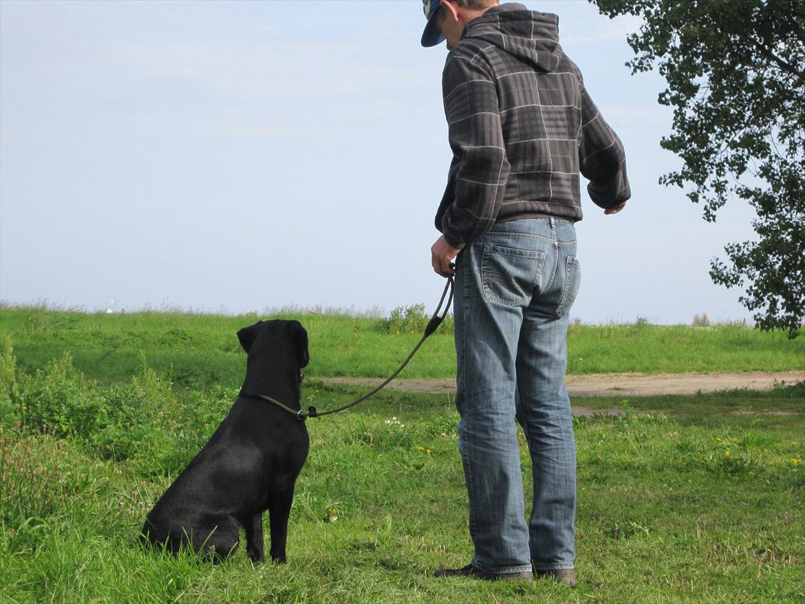 Labrador retriever Murphy billede 5