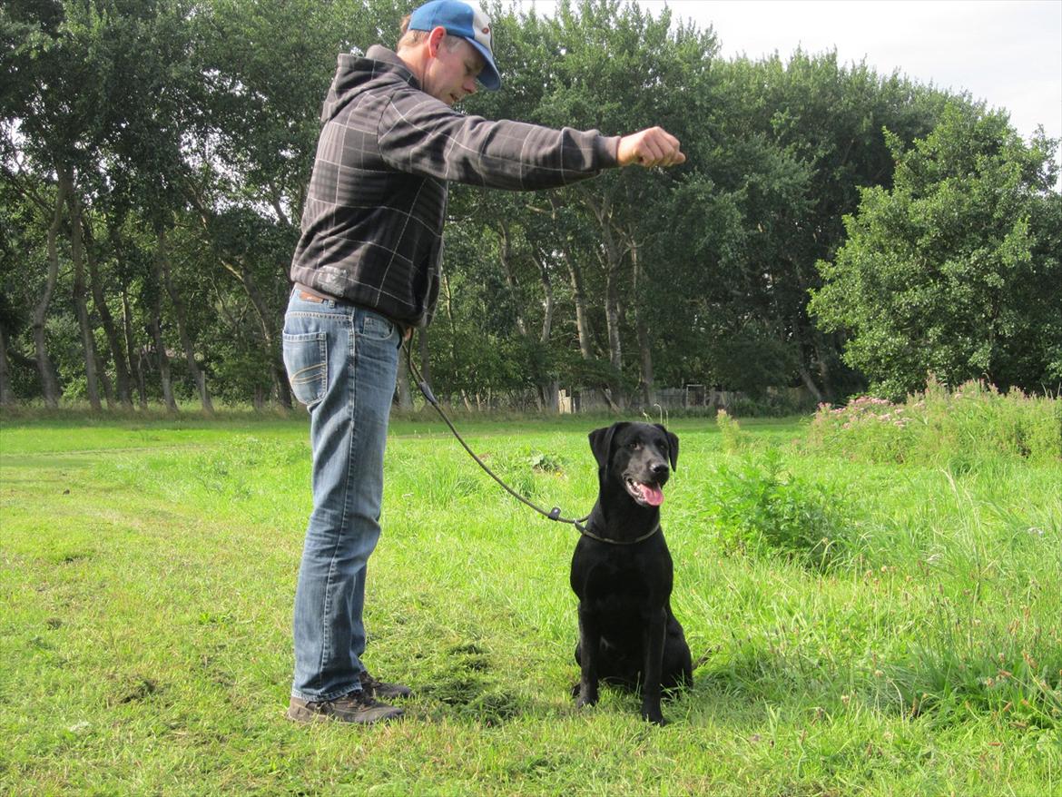 Labrador retriever Murphy billede 6