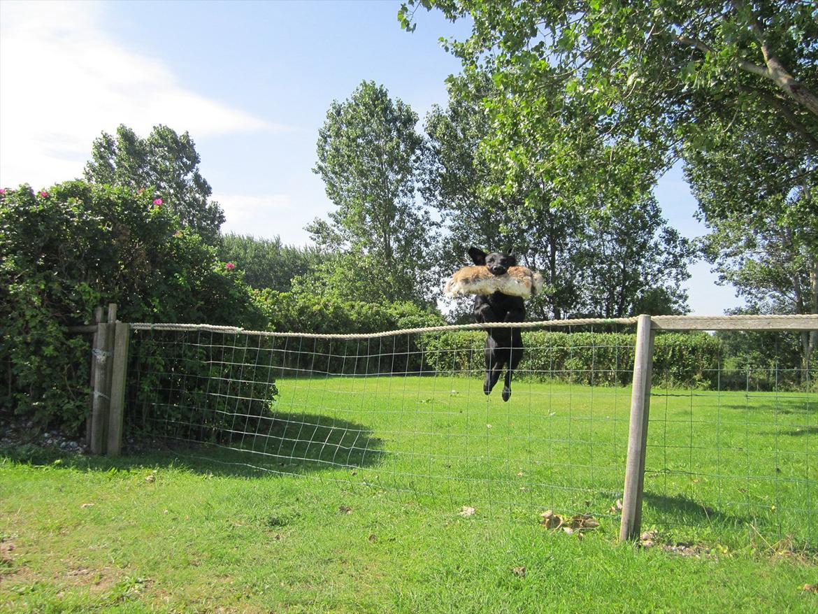 Labrador retriever Murphy billede 7