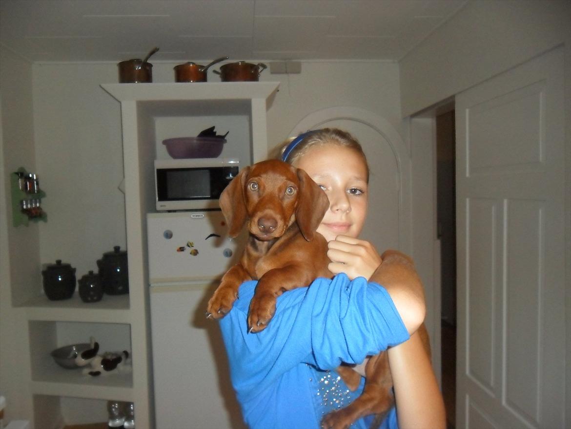 Gravhund Kurt - Første billede:P billede 2