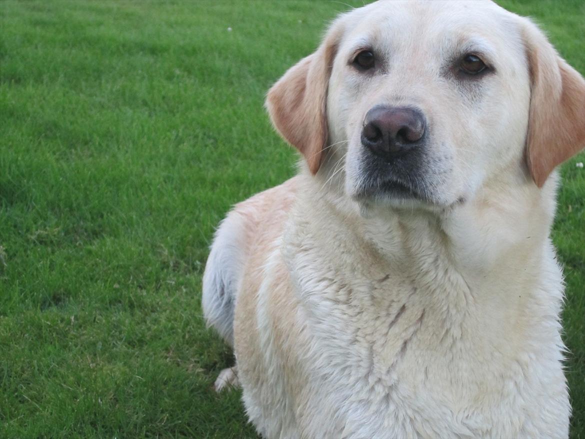 Labrador retriever Mille - Hvad???? ;D
 billede 12