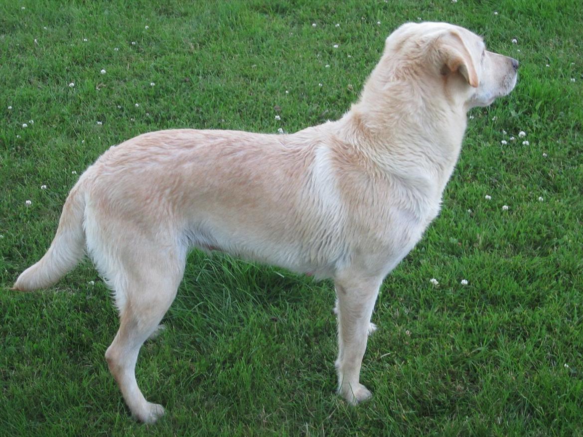 Labrador retriever Mille - Hvad er det dog du vil have at jeg skal se ? :D billede 13