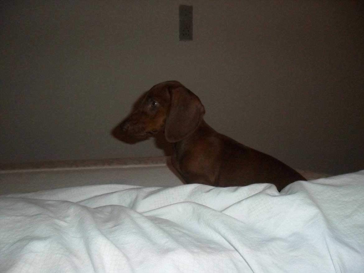 Gravhund Kurt - Kurt prøver nok og efterligne de kongelige gravhunde...
Han ser i hvert fald meget loryal ud:) billede 3