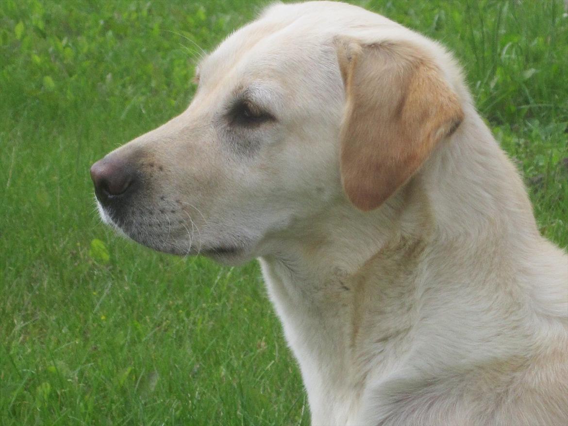 Labrador retriever Mille - Hvor ?
 billede 14