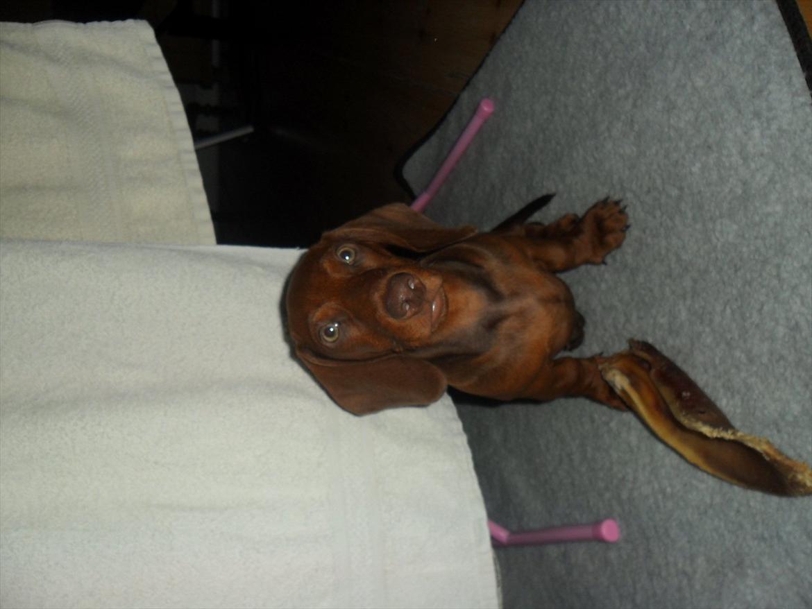 Gravhund Kurt - Kurt elsker bare sit tyggeøre. billede 4