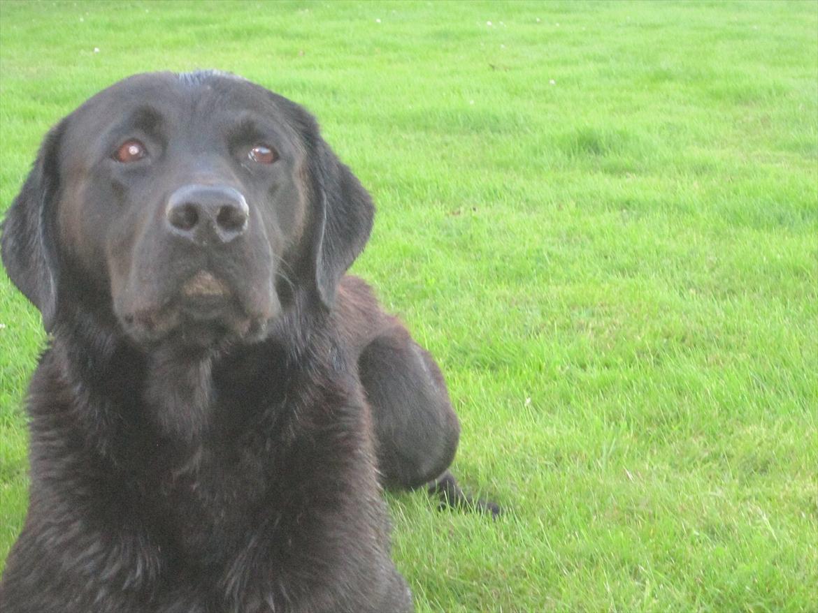 Labrador retriever Demsey billede 15