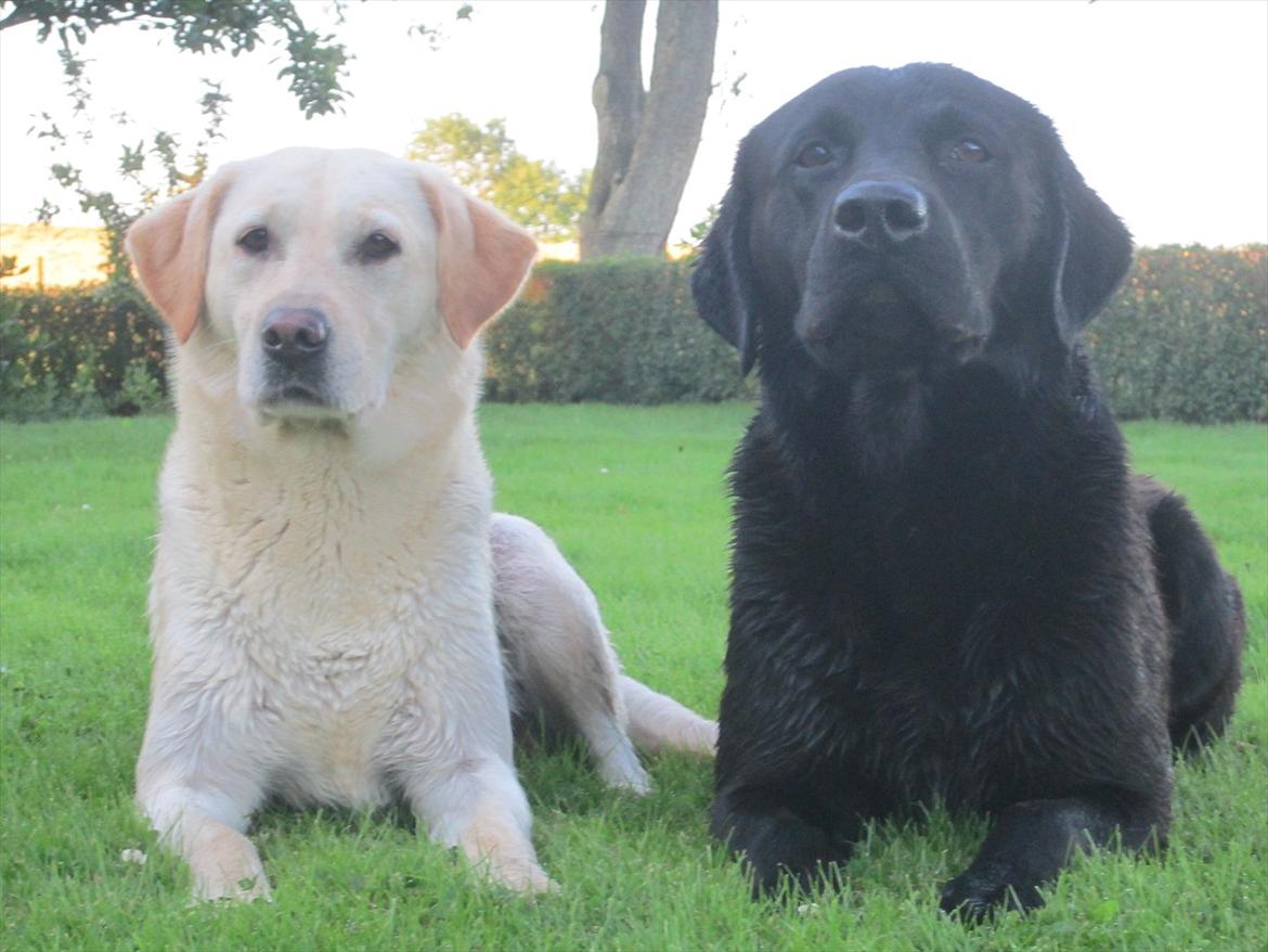 Labrador retriever Demsey billede 16