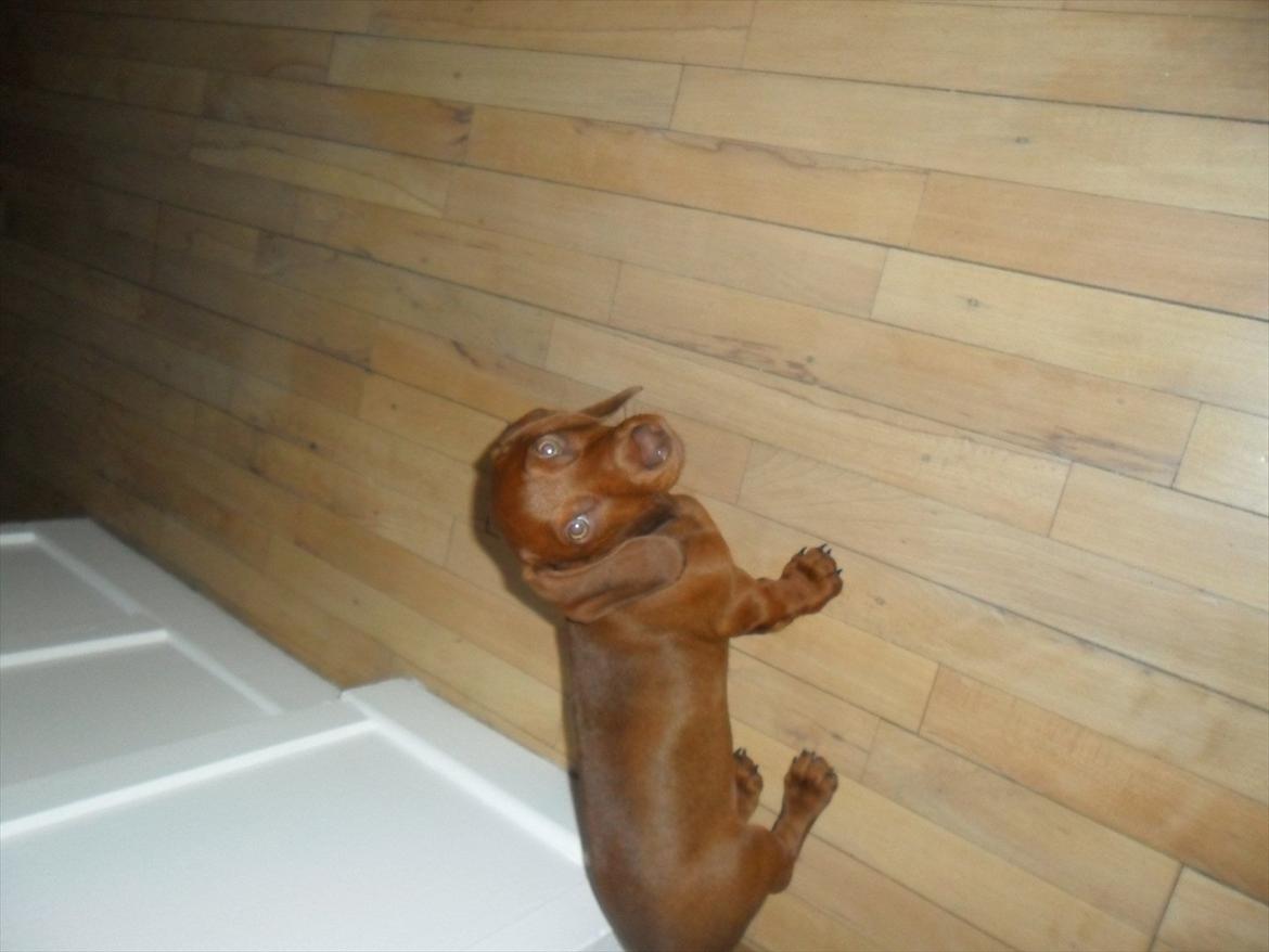 Gravhund Kurt - "Hej tager du billede??" billede 5