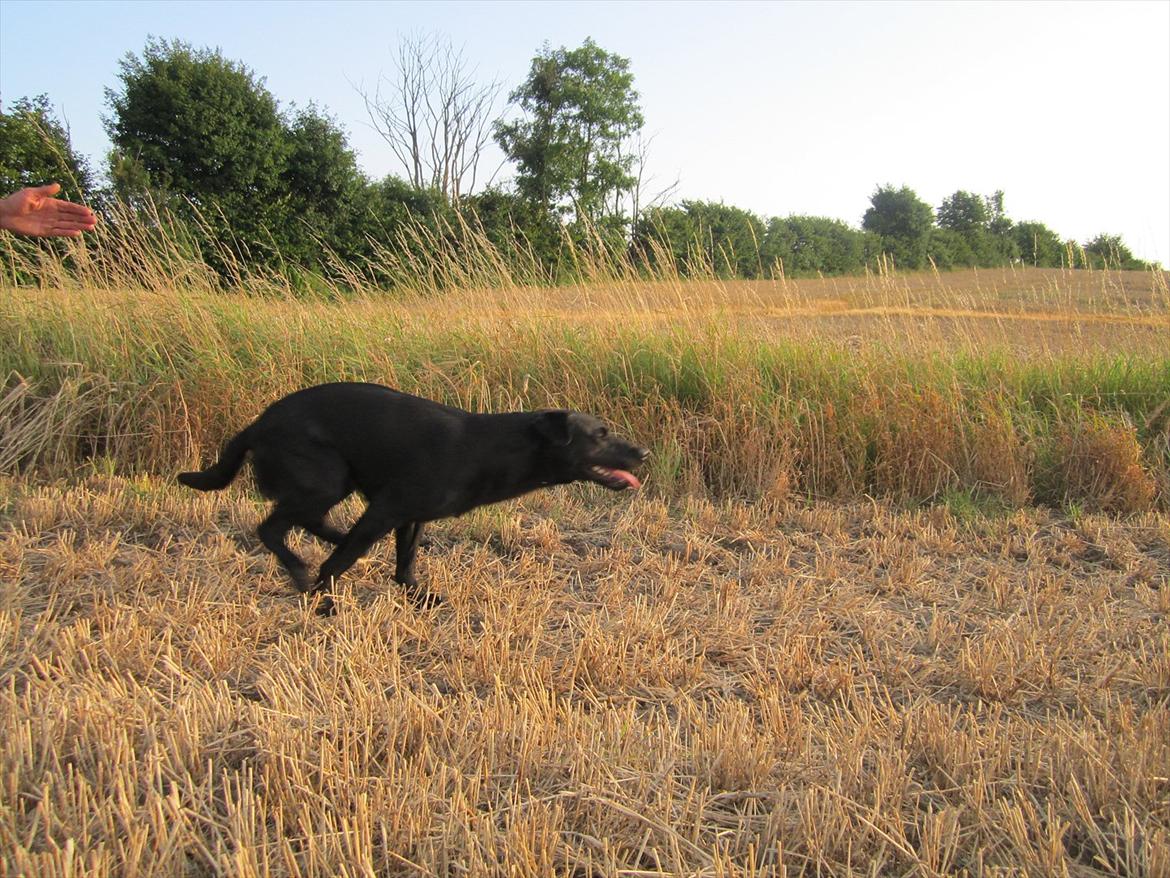 Labrador retriever Murphy billede 8