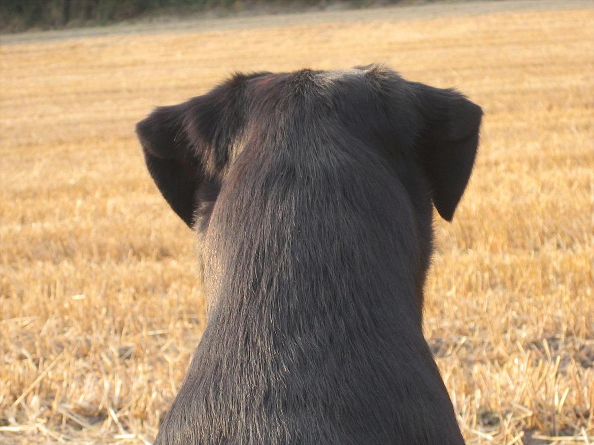 Labrador retriever Murphy billede 9