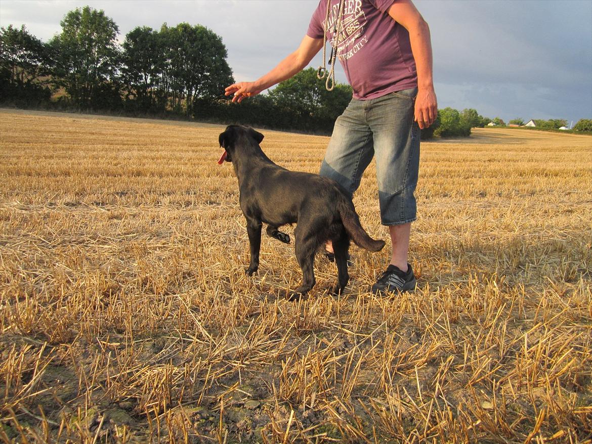 Labrador retriever Murphy billede 10