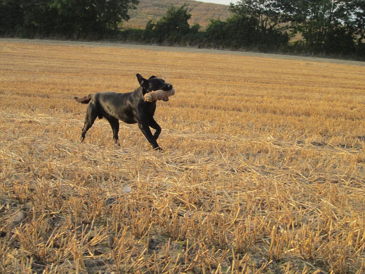 Labrador retriever Murphy billede 11