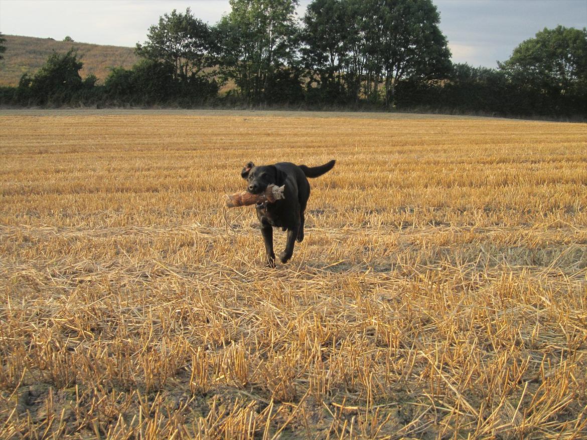 Labrador retriever Murphy billede 12