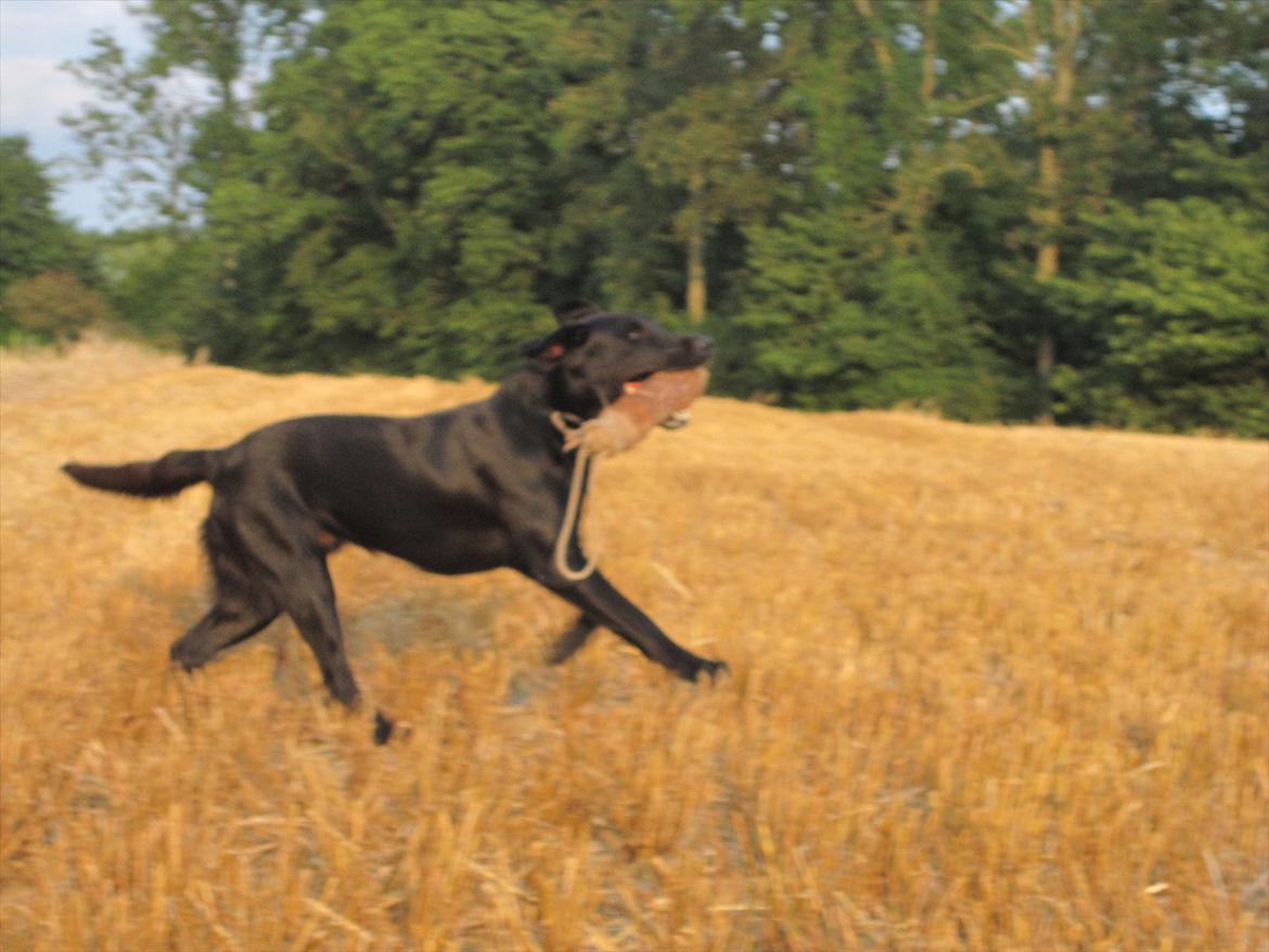 Labrador retriever Murphy billede 13