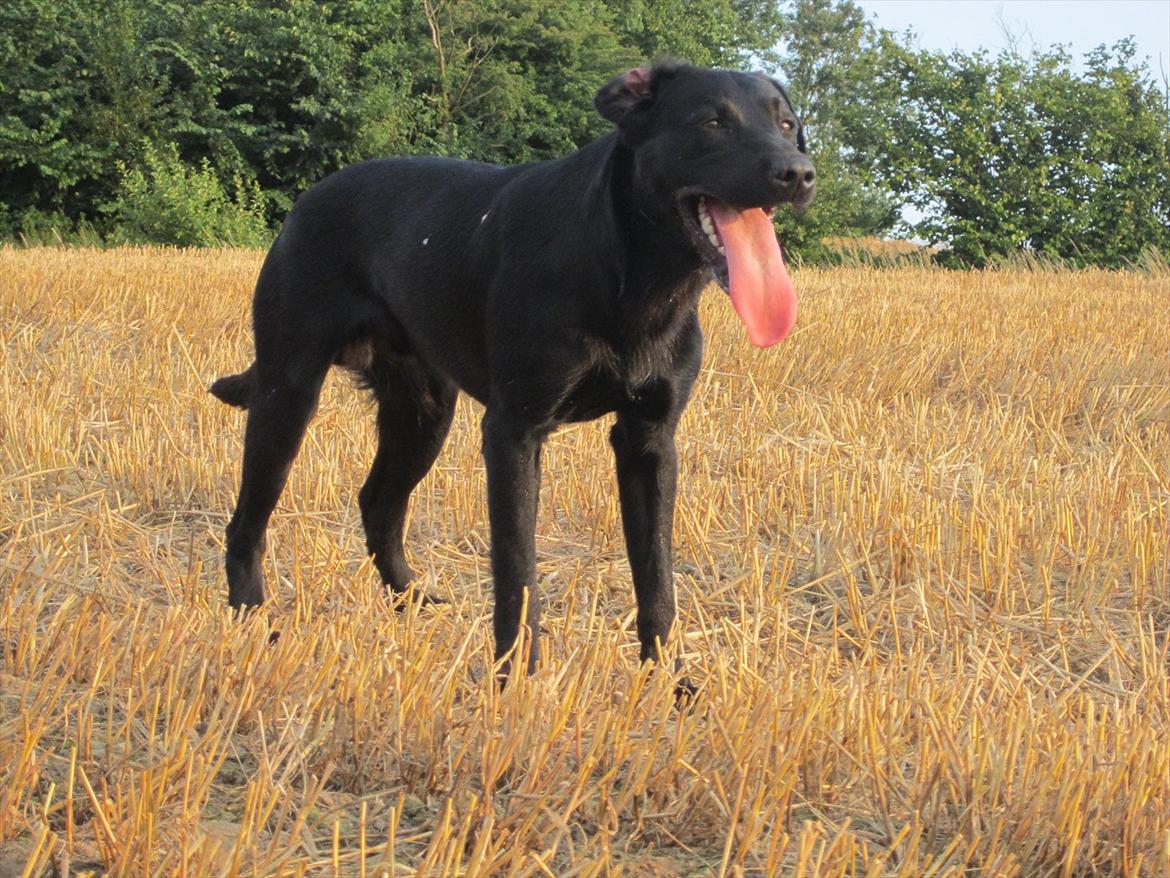 Labrador retriever Murphy billede 14