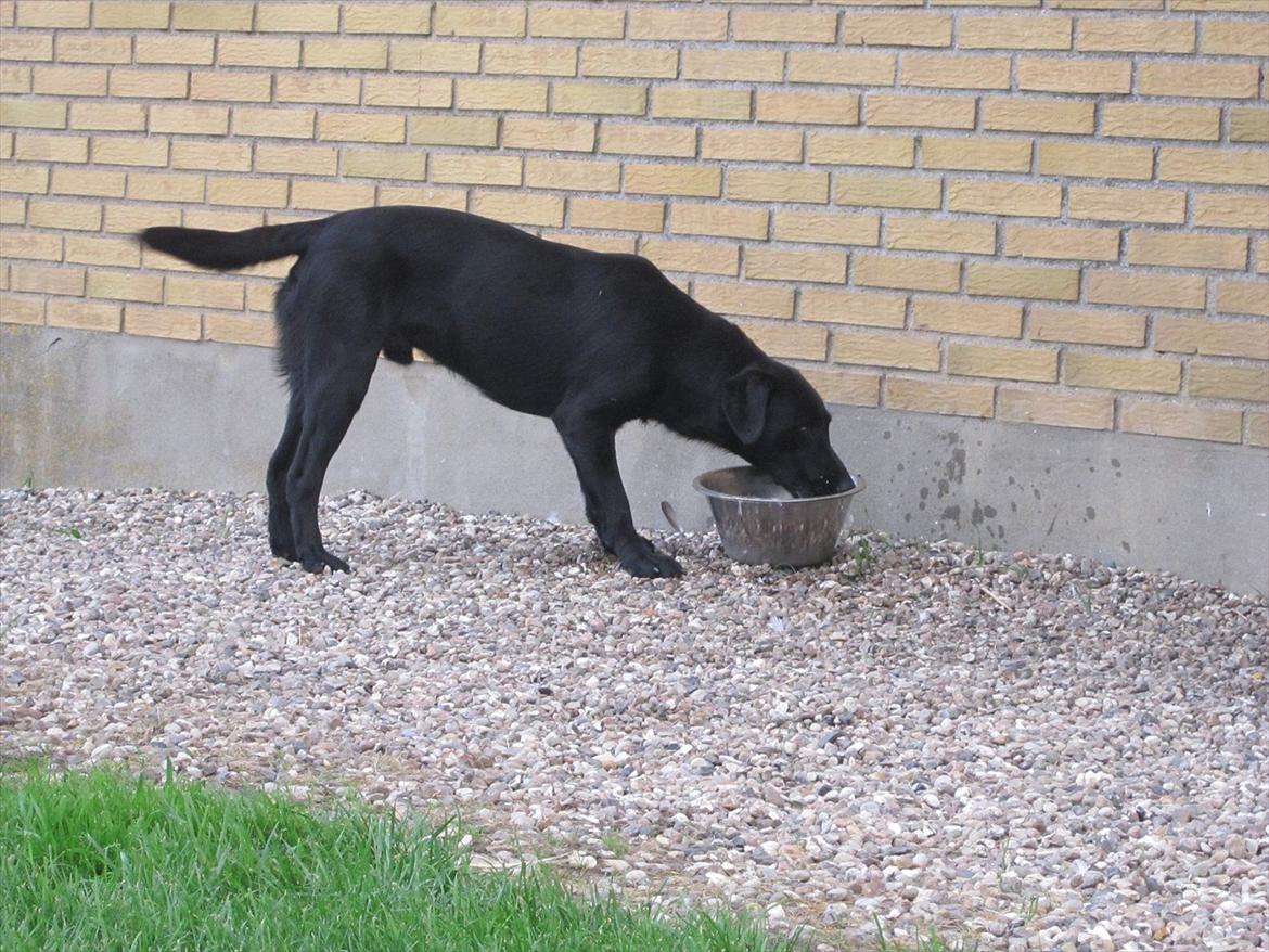 Labrador retriever Murphy billede 15