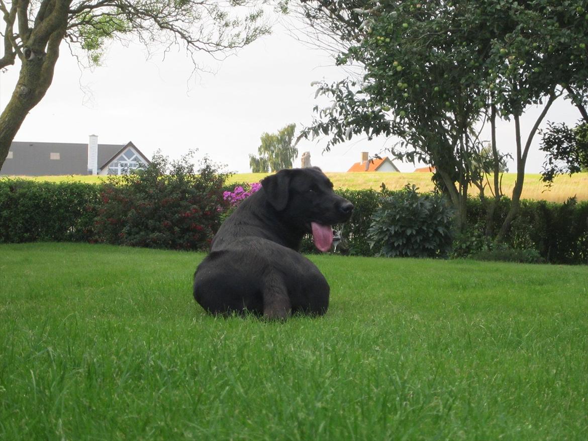 Labrador retriever Murphy billede 16