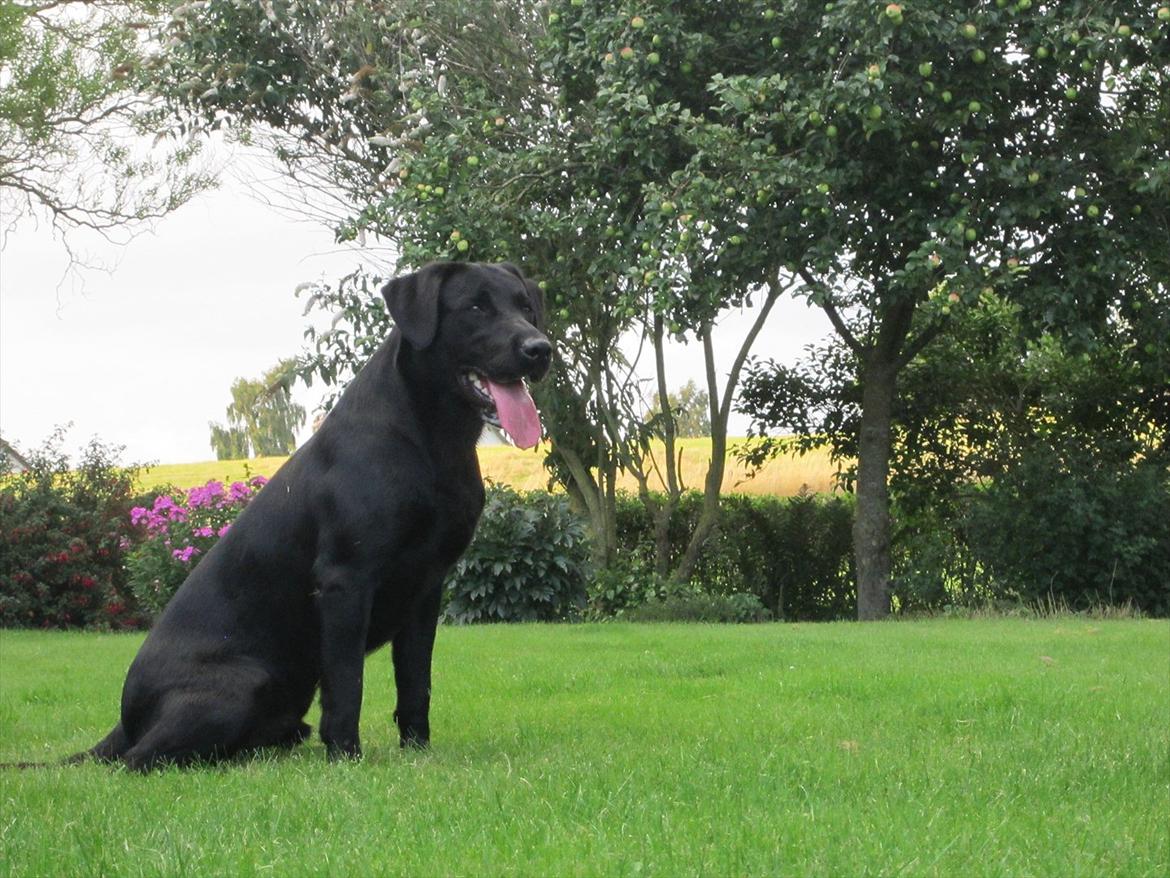 Labrador retriever Murphy billede 17