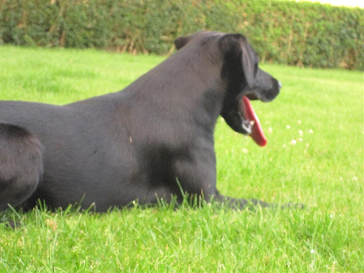 Labrador retriever Murphy billede 18