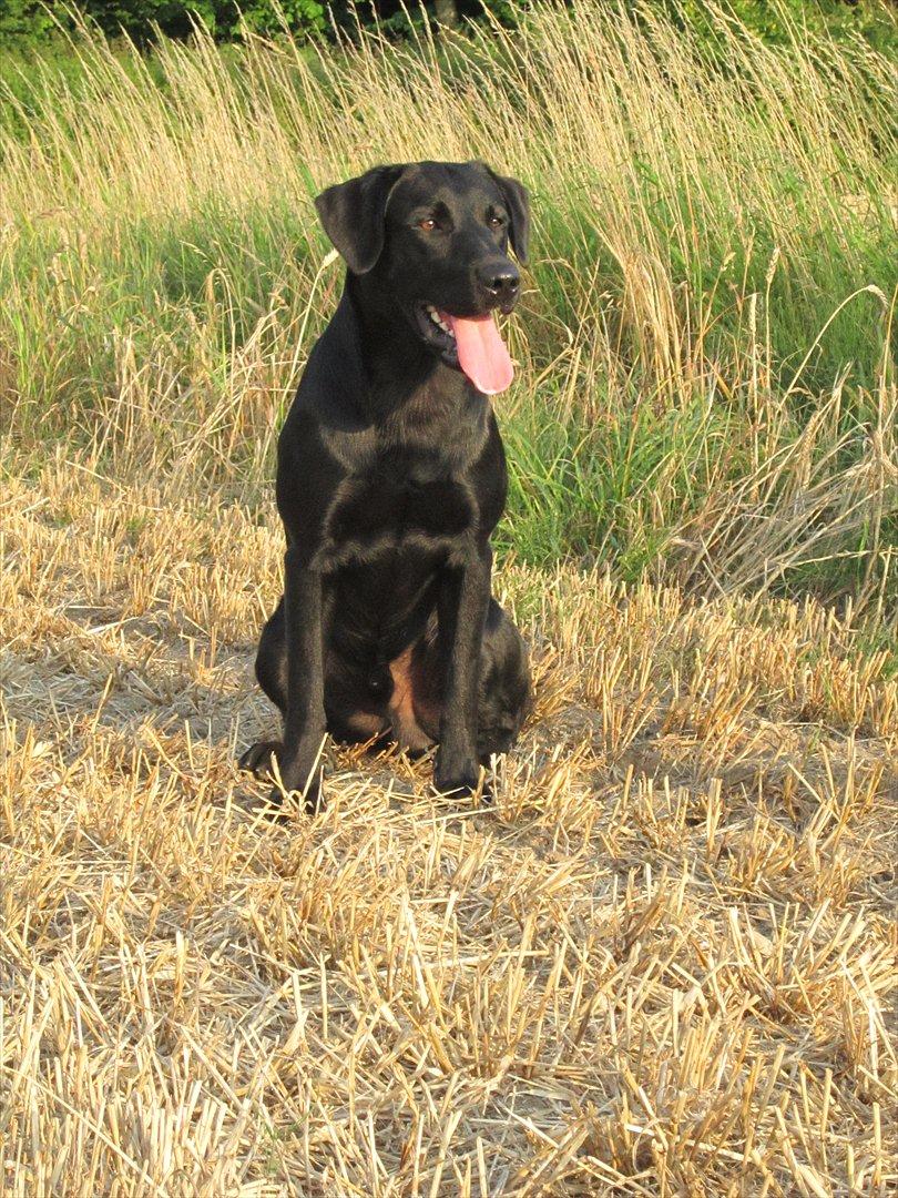Labrador retriever Murphy billede 19
