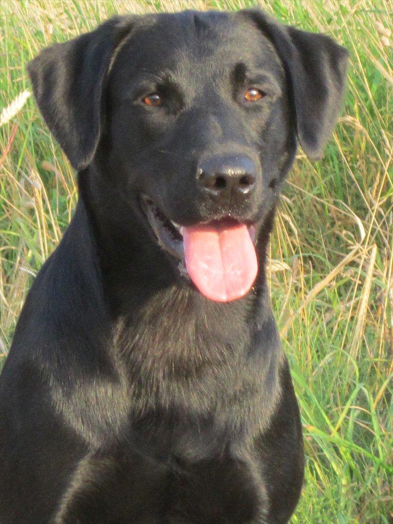 Labrador retriever Murphy billede 20