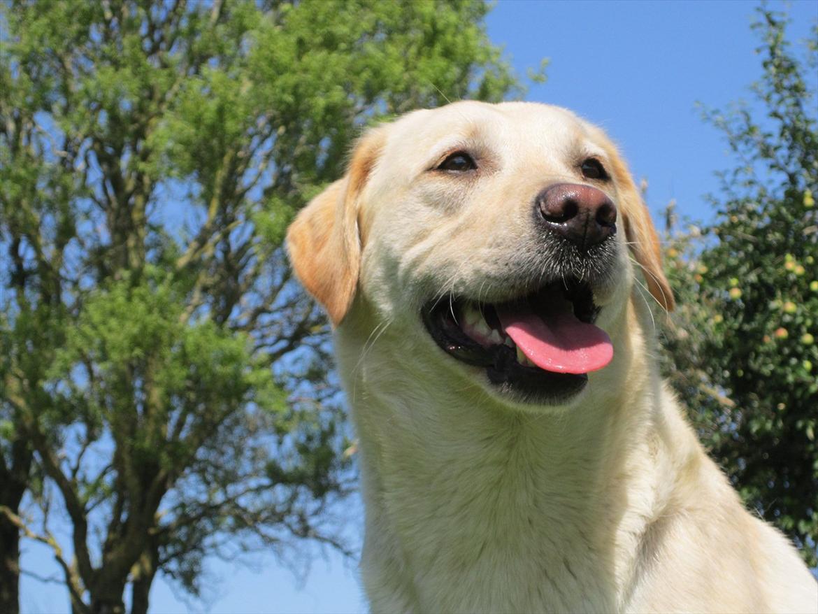 Labrador retriever Mille - Stolt!! billede 15