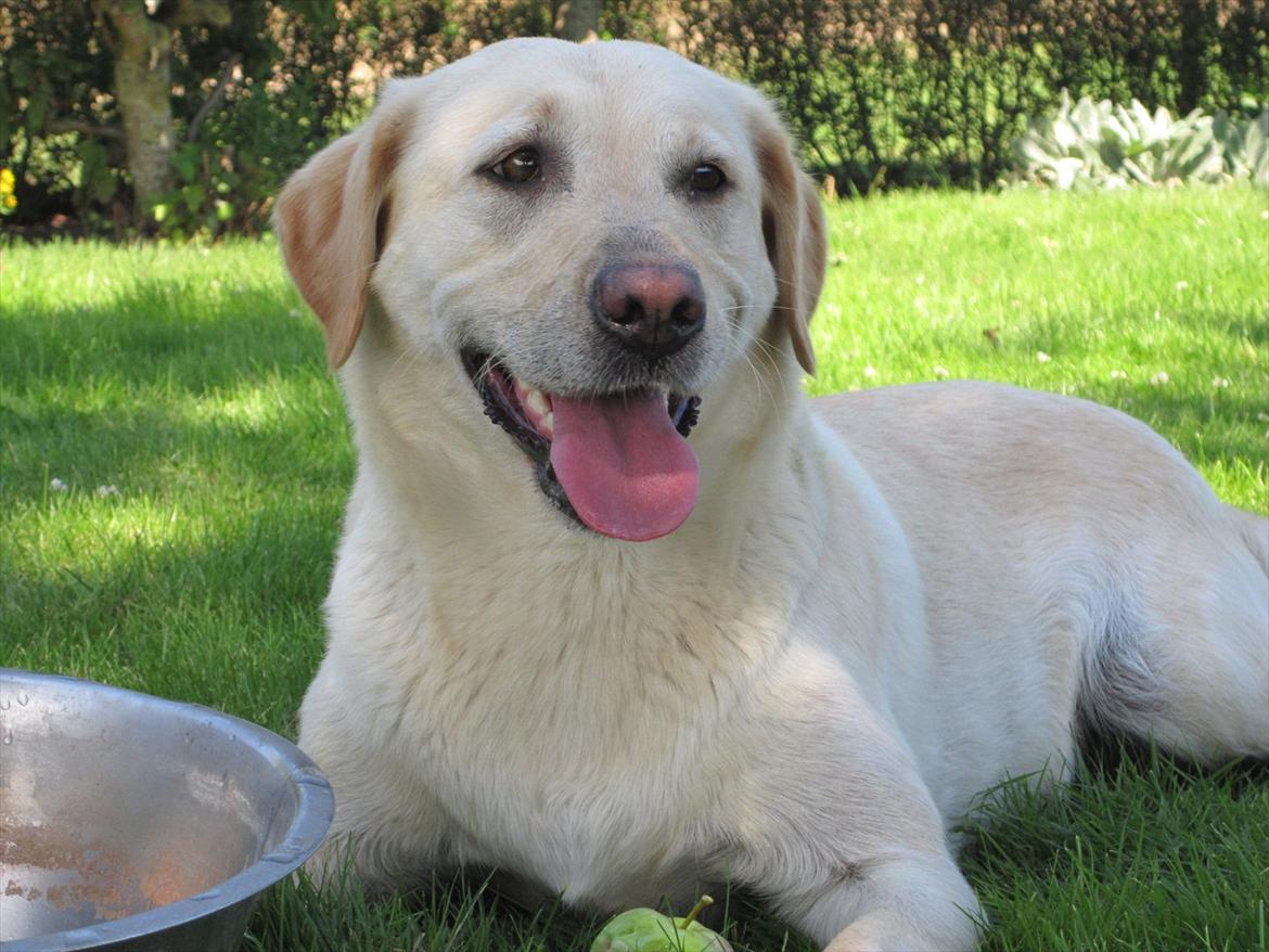 Labrador retriever Mille - Efter en lang og varm sommerdag ! billede 16