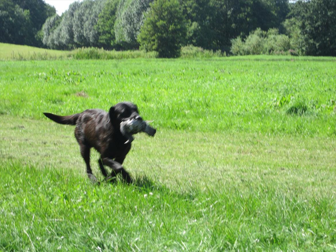 Labrador retriever Demsey billede 17