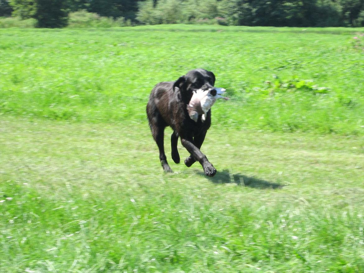 Labrador retriever Demsey billede 18