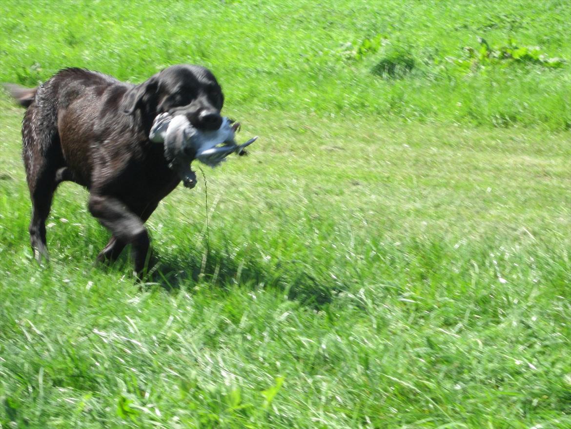 Labrador retriever Demsey billede 19